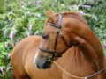 Chestnut Horse In Bridle Headshot