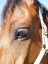 Portrait of a horse close up, side view, eye and bangs Royalty Free Stock Photo