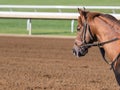 Chestnut Horse with Copy Space Royalty Free Stock Photo