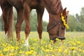 Chestnut horse eating dandelions at the pasture Royalty Free Stock Photo