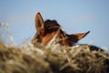 Chestnut horse eating hay from feeder Royalty Free Stock Photo