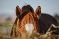 Chestnut horse eating hay from feeder Royalty Free Stock Photo