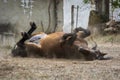 Chestnut horse enjoying a good bath of dirt and dust