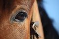 Chestnut horse eye close up Royalty Free Stock Photo
