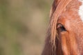 Chestnut horse eye in close-up. Equine poster image with copy sp