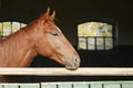 Chestnut horse in the farm behind the fence Royalty Free Stock Photo