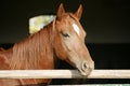 Chestnut horse in the farm behind the fence Royalty Free Stock Photo