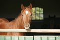 Chestnut horse in the farm behind the fence Royalty Free Stock Photo