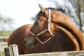 Chestnut horse in the farm behind the fence Royalty Free Stock Photo