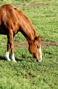 A chestnut horse feeding in a pasture Royalty Free Stock Photo