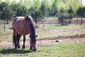 Chestnut horse feeding in pasture Royalty Free Stock Photo