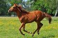 Chestnut horse at a gallop Royalty Free Stock Photo
