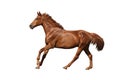 Chestnut horse galloping fast on white background Royalty Free Stock Photo