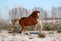 Chestnut horse galloping free in winter Royalty Free Stock Photo