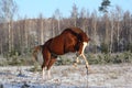 Chestnut horse galloping free in winter Royalty Free Stock Photo