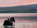 Chestnut horse and the girl in the water