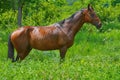 Chestnut Horse in Grass Royalty Free Stock Photo