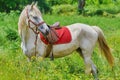 Chestnut Horse in Grass Royalty Free Stock Photo