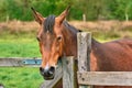 Chestnut Horse in Grass Royalty Free Stock Photo