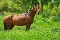 Chestnut Horse in the Grass Royalty Free Stock Photo