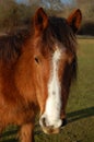 Chestnut horse head in New Forest National Park, Ashurst, UK