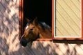 Portrait of a horse - closeup chestnut looking out of the window of a stable Royalty Free Stock Photo