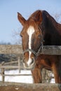 Chestnut horse looking over corral fence Royalty Free Stock Photo