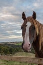 Chestnut Horse Looking Over Fence