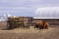 Chestnut horse lying down in field with feeder and farming equipment in the background Royalty Free Stock Photo