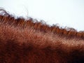 Chestnut horse mane Royalty Free Stock Photo