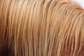 Chestnut horse mane close up Royalty Free Stock Photo