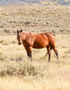 Chestnut Horse in Pasture Royalty Free Stock Photo