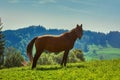 Chestnut Horse on Pasture Royalty Free Stock Photo