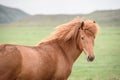 Chestnut horse in a pasture in Iceland Royalty Free Stock Photo