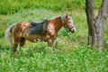 Chestnut Horse on Pasture Royalty Free Stock Photo