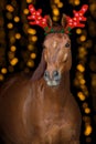 Horse portrait with christmas decoration Royalty Free Stock Photo