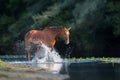 Chestnut horse in river Royalty Free Stock Photo