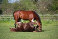 Chestnut horse rolling on the grass in summer Royalty Free Stock Photo