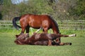 Chestnut horse rolling on the grass in summer Royalty Free Stock Photo