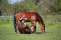 Chestnut horse rolling on the grass in summer Royalty Free Stock Photo