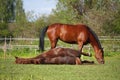 Chestnut horse rolling on the grass in summer Royalty Free Stock Photo