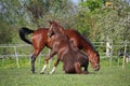 Chestnut horse rolling on the grass in summer Royalty Free Stock Photo