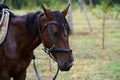 Chestnut horse with saddle standing under the rain on field Royalty Free Stock Photo