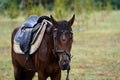 Chestnut horse with saddle standing under the rain on field Royalty Free Stock Photo