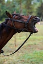 Chestnut horse with saddle standing under the rain on field Royalty Free Stock Photo