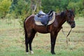 Chestnut horse with saddle standing under the rain on field Royalty Free Stock Photo