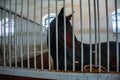 Chestnut horse in a stable behind bars, close up Royalty Free Stock Photo