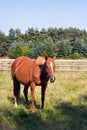 Chestnut horse standing in a field Royalty Free Stock Photo