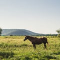 Chestnut Horse Standing in a Pasture with Mountains in the Background Royalty Free Stock Photo