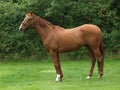 Standing Chestnut Horse